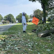 Tree-Removal-with-Bee-Hive-in-Stevensville-MD 4